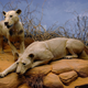 Los leones, tal y como pueden verse hoy en el museo de Chicago. Foto: Wikipedia